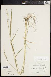 Festuca subverticillata image