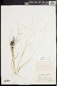 Festuca subverticillata image