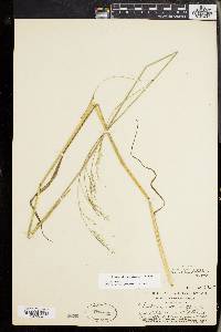 Festuca subverticillata image