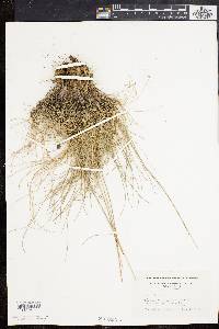 Festuca ovina image