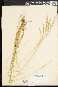 Festuca rubra image