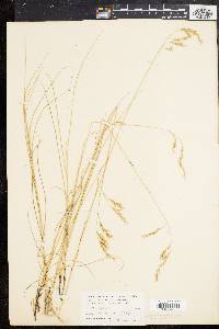 Festuca rubra image