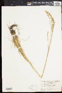 Festuca rubra image