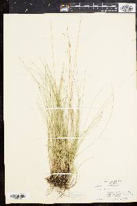 Festuca rubra image