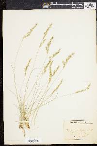 Festuca rubra image