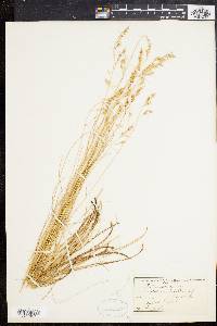 Festuca rubra image