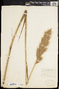 Saccharum alopecuroides image