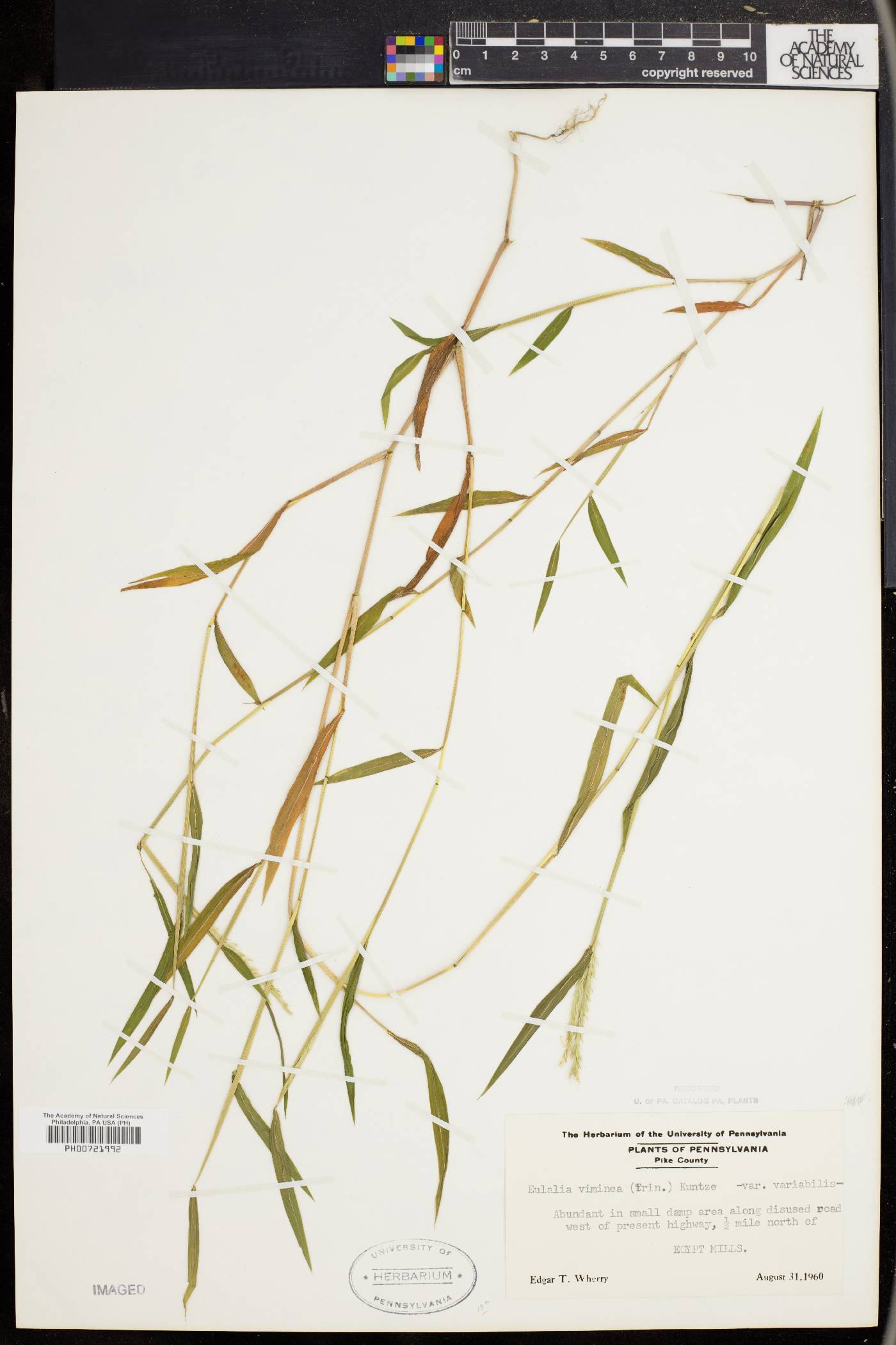 Eulalia image