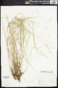 Eragrostis refracta image