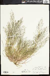 Eragrostis frankii image