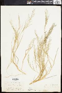 Eragrostis frankii image