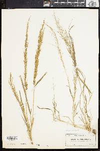 Eragrostis japonica image