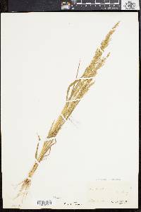 Eragrostis japonica image