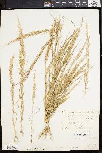 Eragrostis japonica image