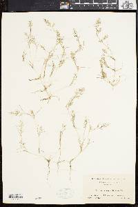 Eragrostis hypnoides image