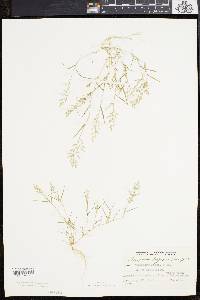 Eragrostis hypnoides image