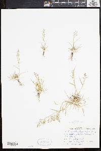 Eragrostis hypnoides image