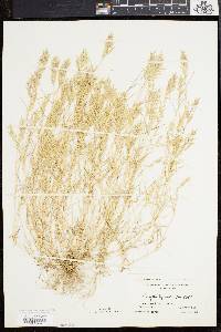 Eragrostis hypnoides image