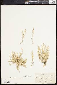 Eragrostis hypnoides image