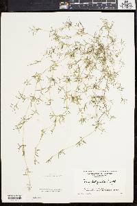 Eragrostis hypnoides image