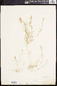 Eragrostis hypnoides image