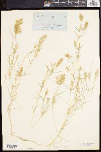 Eragrostis hypnoides image