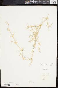 Eragrostis hypnoides image