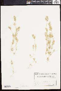 Eragrostis hypnoides image