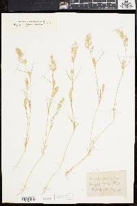 Eragrostis hypnoides image