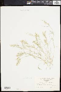 Eragrostis hypnoides image