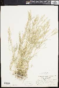 Eragrostis hypnoides image