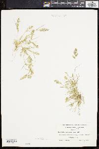 Eragrostis hypnoides image