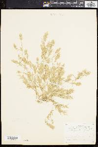 Eragrostis hypnoides image