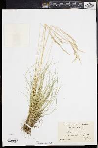 Festuca ovina image