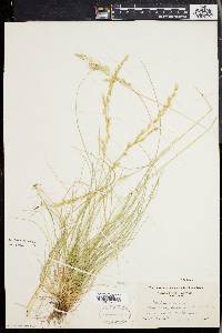 Festuca rubra image