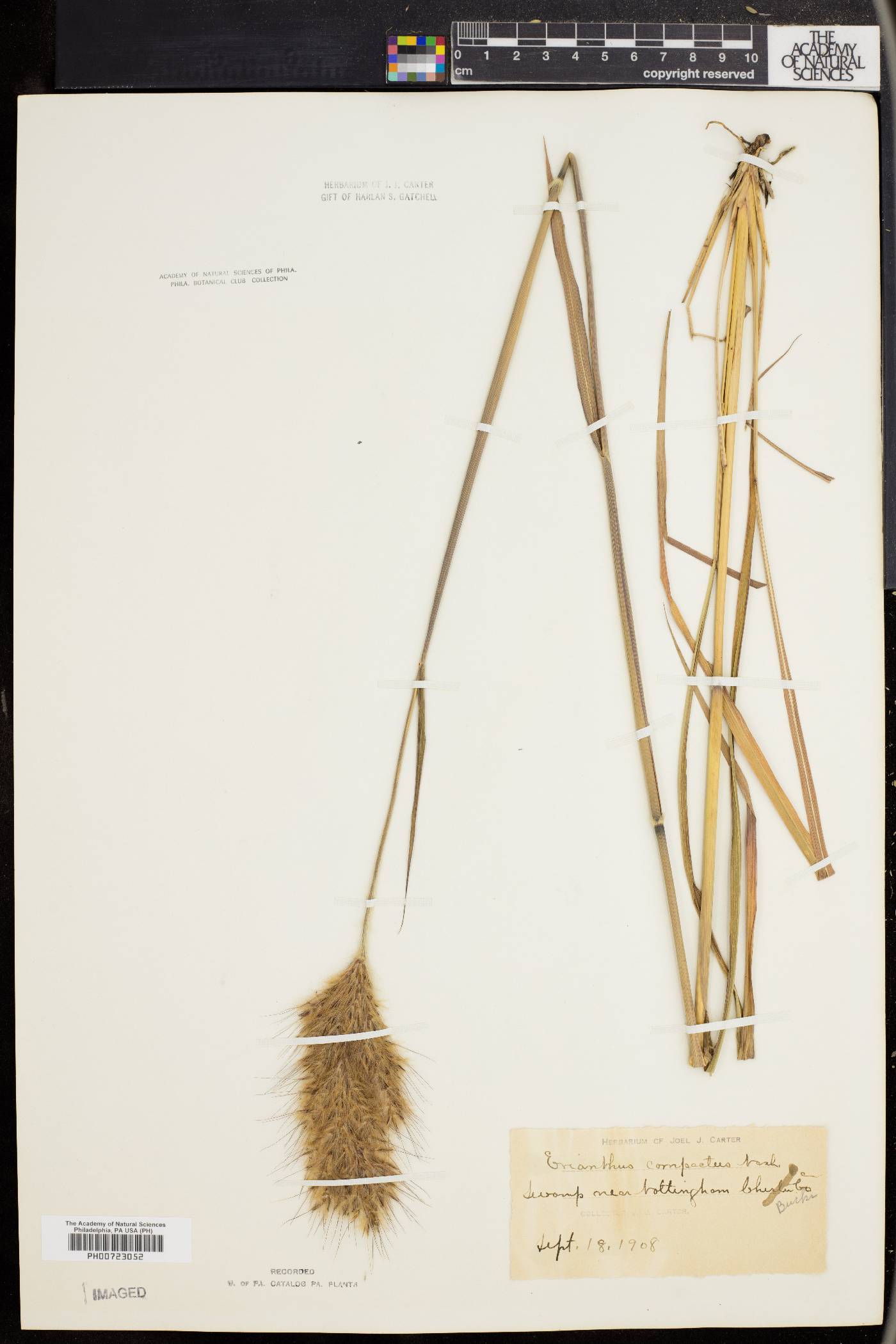 Saccharum giganteum image