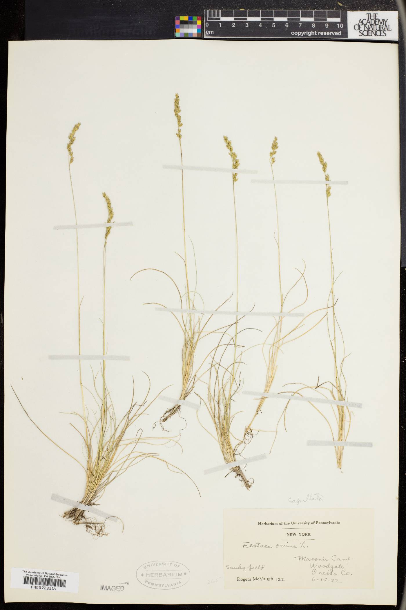 Festuca filiformis image