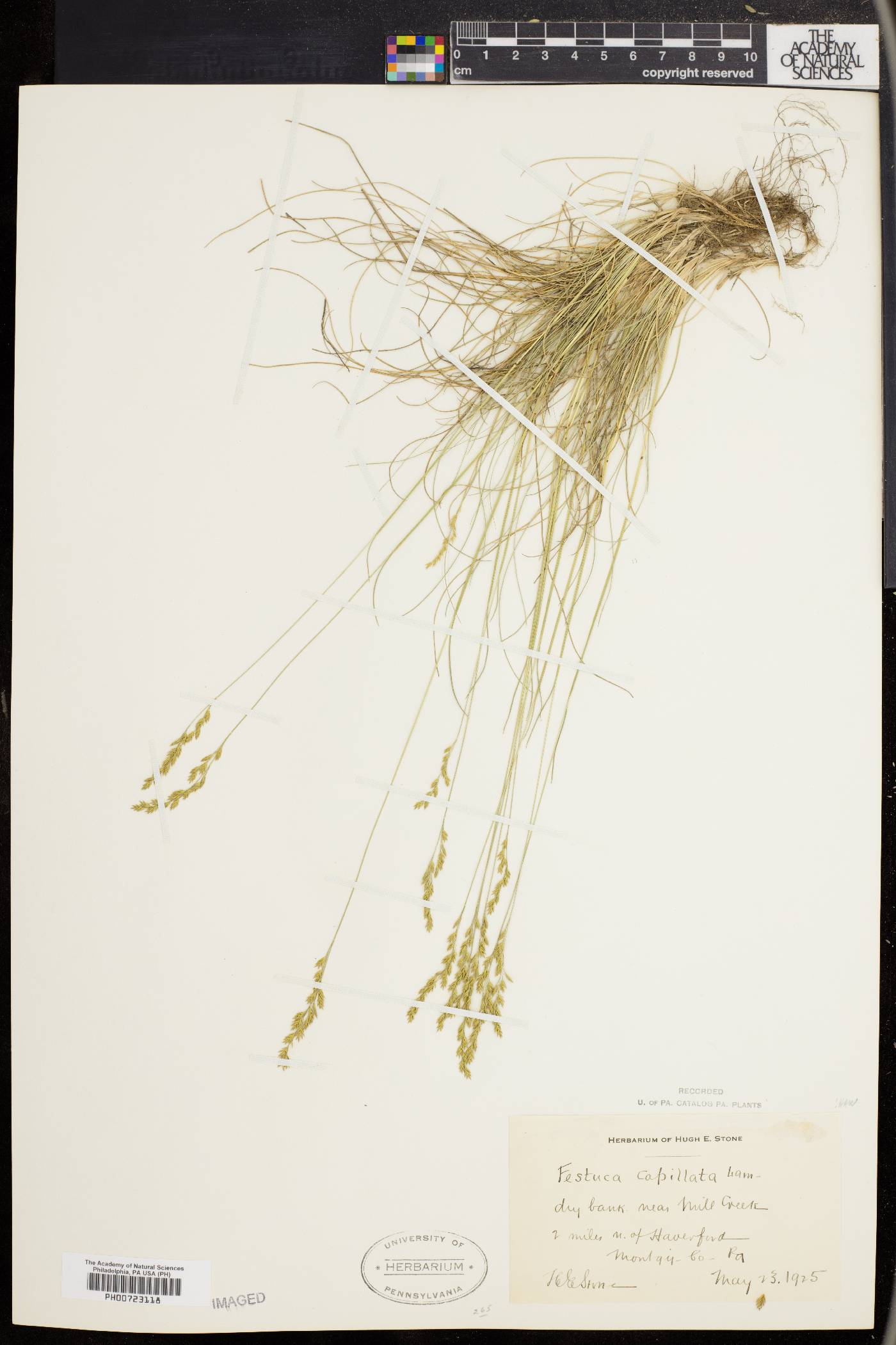 Festuca filiformis image