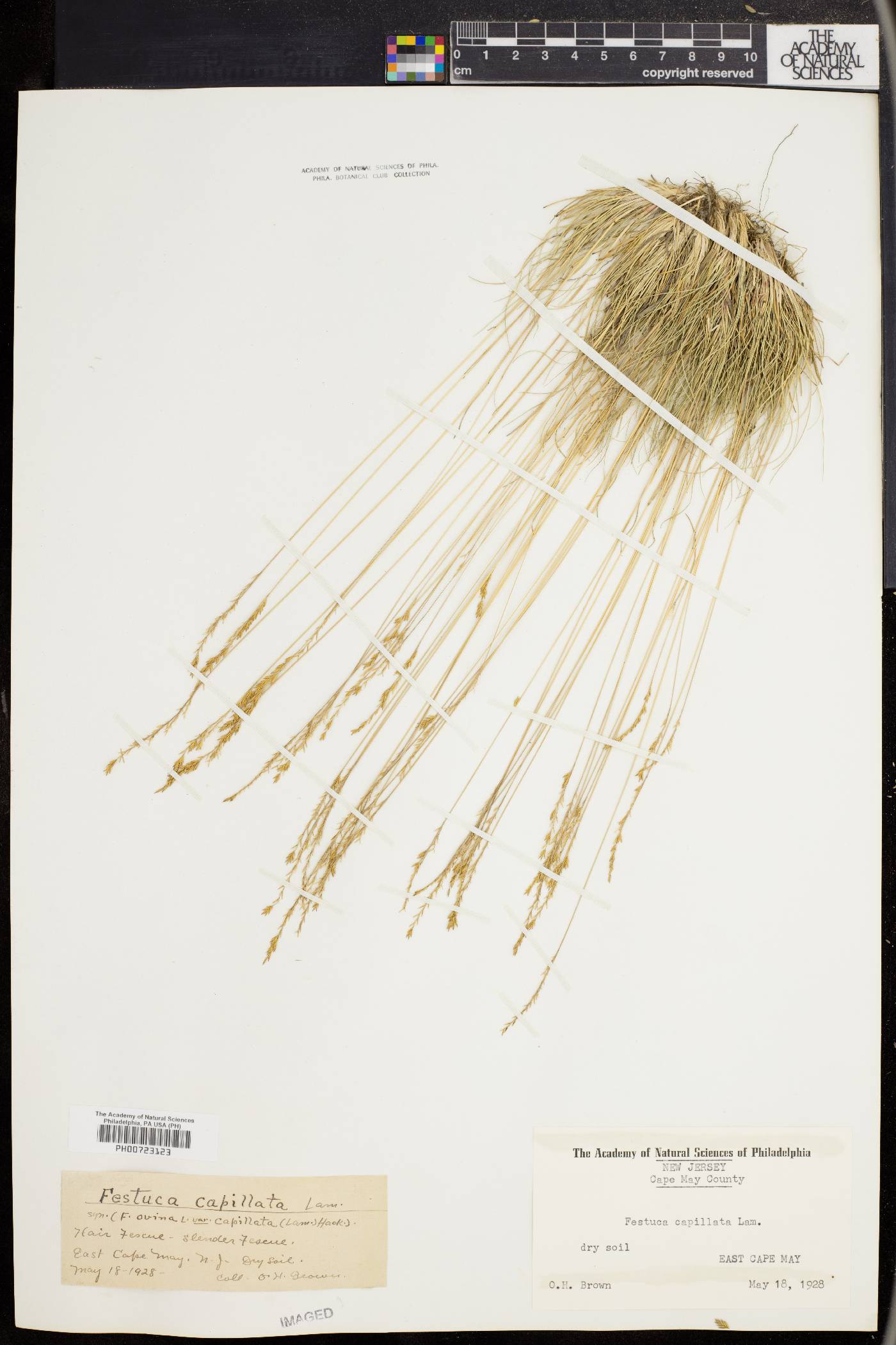 Festuca filiformis image