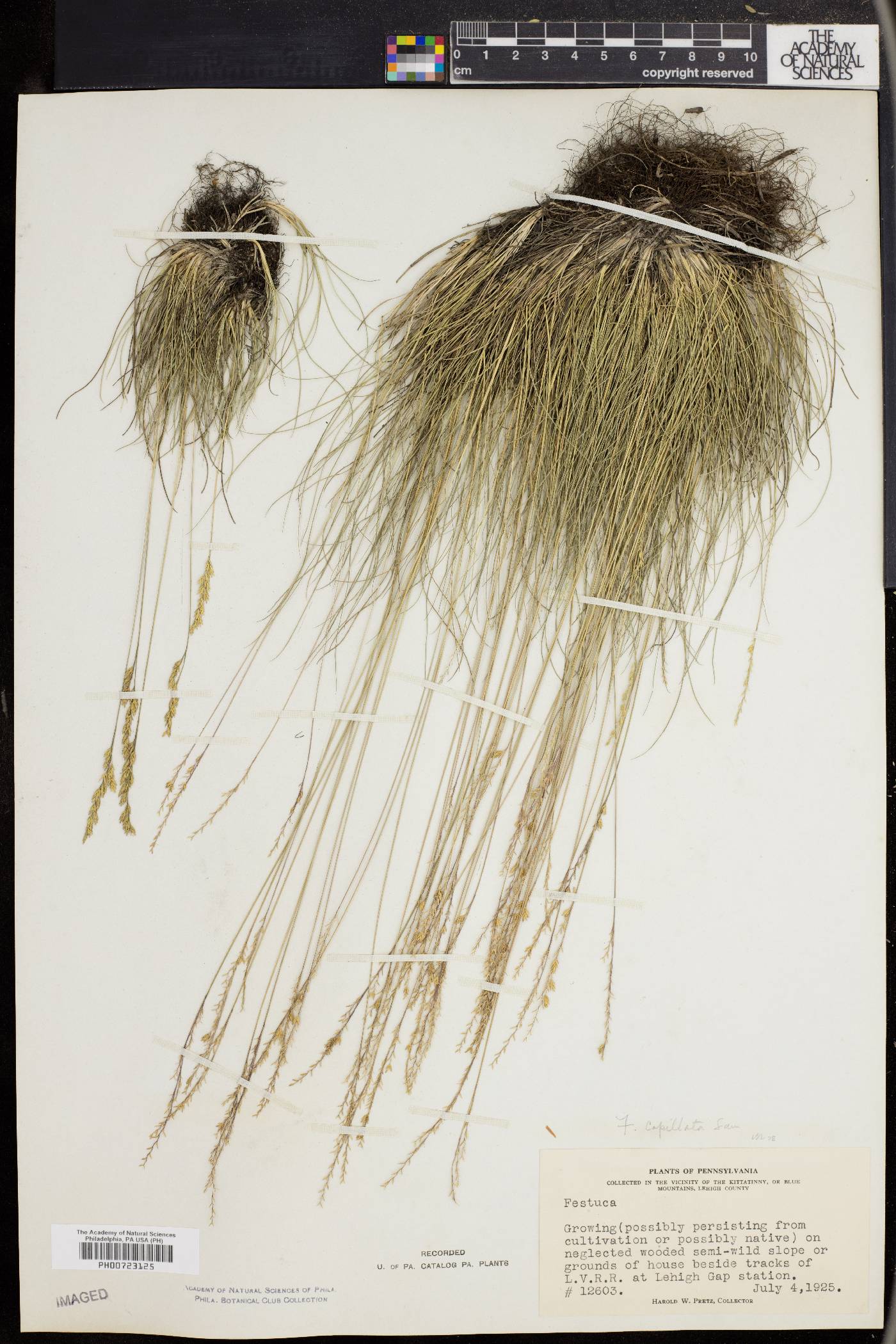 Festuca filiformis image