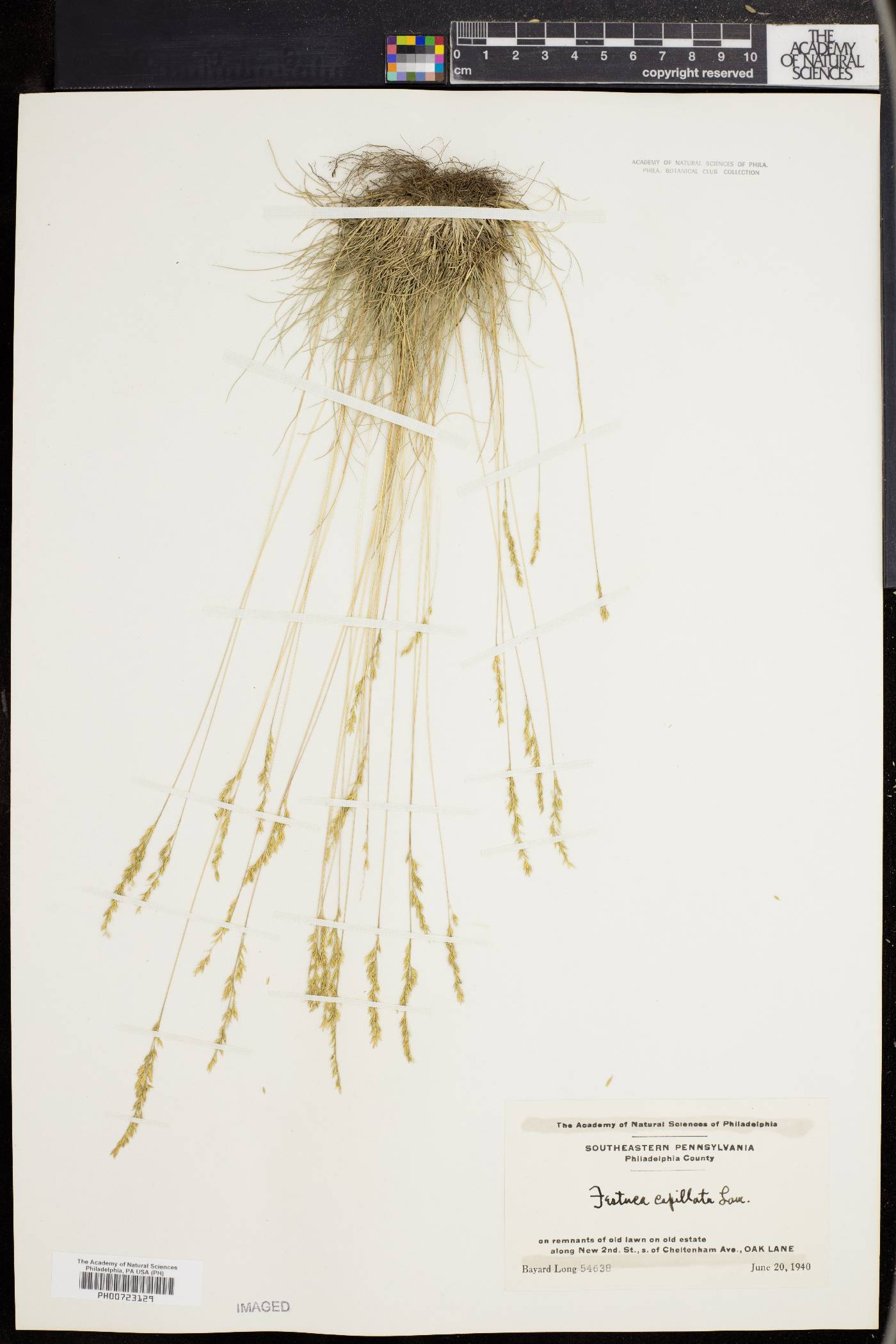 Festuca filiformis image