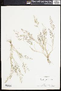 Eragrostis minor image