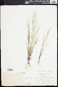 Eragrostis capillaris image