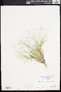 Eragrostis capillaris image