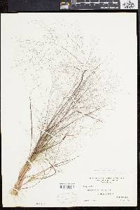 Eragrostis capillaris image