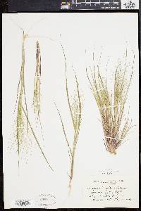 Eragrostis capillaris image