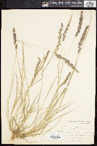 Eragrostis ciliaris image