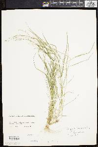 Eragrostis frankii image