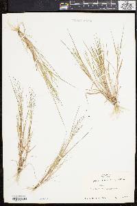 Eragrostis frankii image