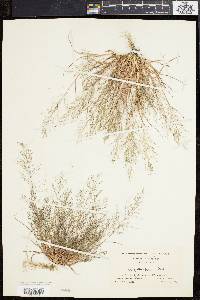 Eragrostis frankii image